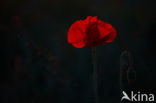 Poppy (Papaver spec.)