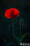 Poppy (Papaver spec.)