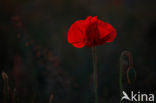 Poppy (Papaver spec.)