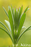 Kleefkruid (Galium aparine)