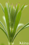 Kleefkruid (Galium aparine)