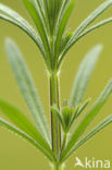 Kleefkruid (Galium aparine)