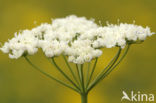 Kleine bevernel (Pimpinella saxifraga)