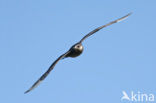 Parasitic Jaeger (Stercorarius parasiticus)