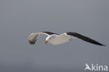 Lesser Black-backed Gull (Larus fuscus)