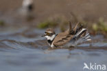 Kleine Plevier (Charadrius dubius)