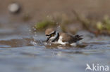 Kleine Plevier (Charadrius dubius)