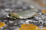 Green-eyed Hooktail (Onychogomphus forcipatus)