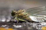 Green-eyed Hooktail (Onychogomphus forcipatus)