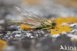 Green-eyed Hooktail (Onychogomphus forcipatus)