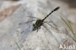 Kleine tanglibel (Onychogomphus forcipatus)