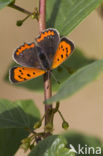 Kleine vuurvlinder (Lycaena phlaeas)