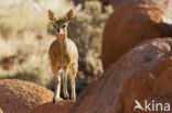 Klipspringer (Oreotragus oreotragus)