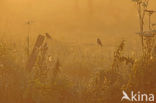 Eurasian Linnet (Carduelis cannabina)