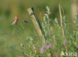 Kneu (Carduelis cannabina) 