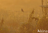 Kneu (Carduelis cannabina) 