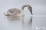 Knobbelzwaan (Cygnus olor)