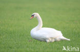 Knobbelzwaan (Cygnus olor)