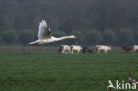 Knobbelzwaan (Cygnus olor)