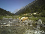 Cow (Bos domesticus)