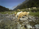 Cow (Bos domesticus)