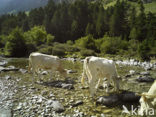 Cow (Bos domesticus)