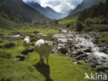 Cow (Bos domesticus)