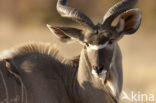 kudu (Tragelaphus spec.)