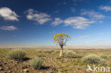 Kokerboom (Aloe dichotoma)