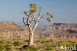 Kokerboom (Aloe dichotoma)