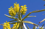 Kokerboom (Aloe dichotoma)