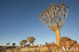 Kokerboom (Aloe dichotoma)