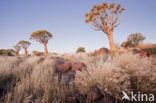 Kokerboom (Aloe dichotoma)