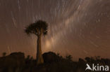 Quiver Tree (Aloe dichotoma)