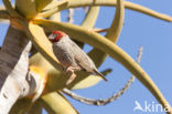 Kokerboom (Aloe dichotoma)