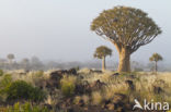 Kokerboom (Aloe dichotoma)