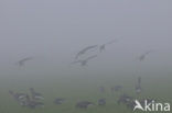 White-fronted goose (Anser albifrons)