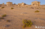 Kolmanskop