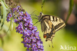 Swallowtail (Papilio machaon)