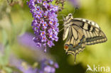 Swallowtail (Papilio machaon)