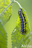 Krakeling (Diloba caeruleocephala)