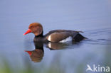 Red-crested Pochard (Netta rufina)