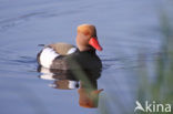 Red-crested Pochard (Netta rufina)