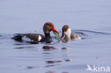 Red-crested Pochard (Netta rufina)