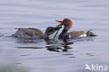 Red-crested Pochard (Netta rufina)