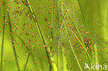 European Garden Spider (Araneus diadematus)