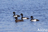 Tufted Duck (Aythya fuligula)