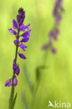 Kuifvleugeltjesbloem (Polygala comosa) 