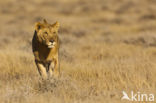 Lion (Panthera leo) 