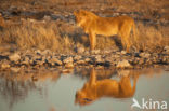 Leeuw (Panthera leo) 